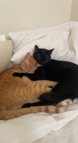 Cats Pan and Aziz cuddle up for a photograph.