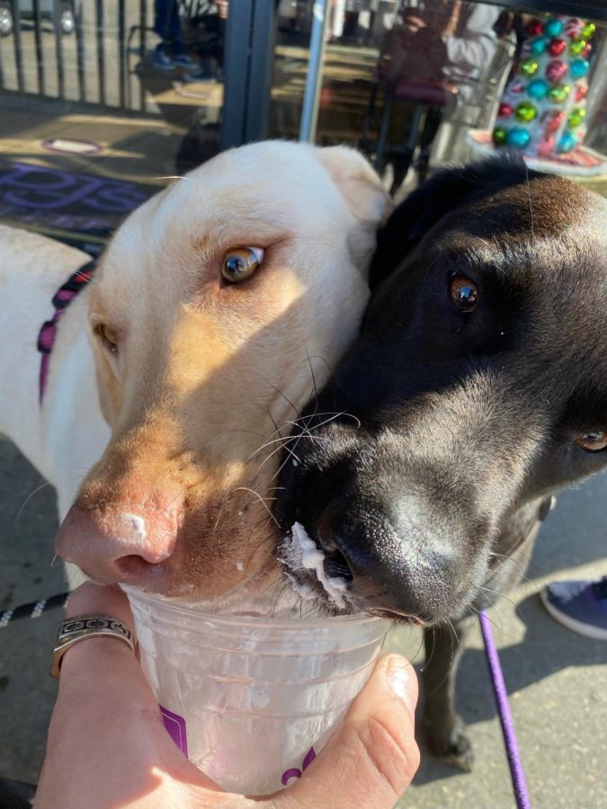 Dogs Rey and Finn enjoy their pup-cup from PJs Coffee in New Orleans.
