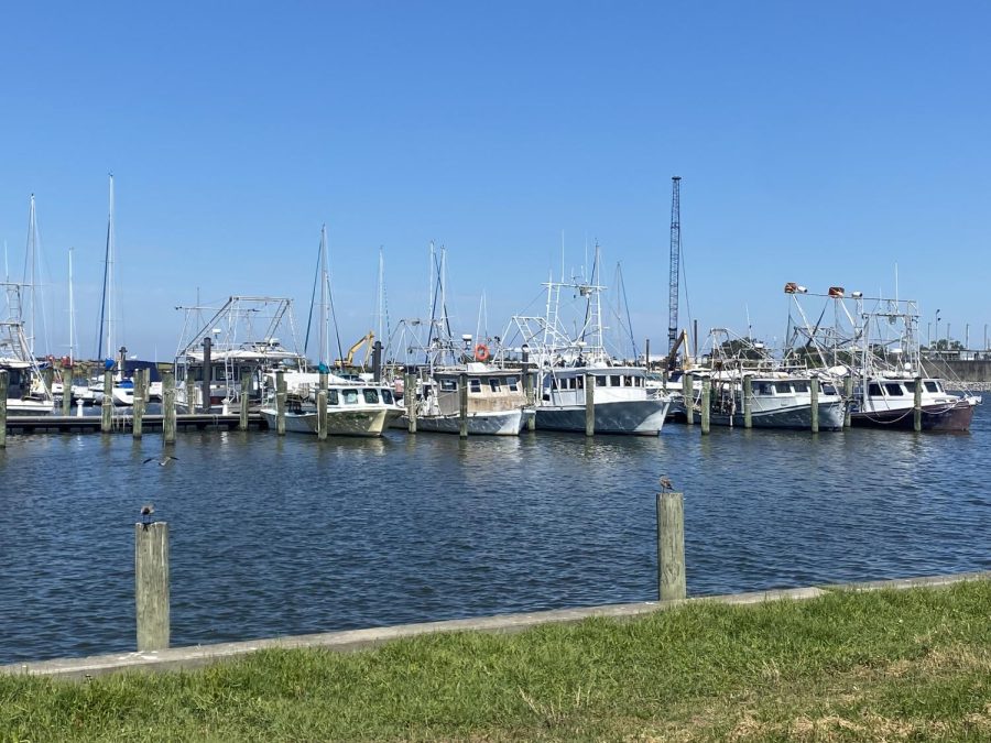 Shrimp+boats+in+Bucktown+Harbor.