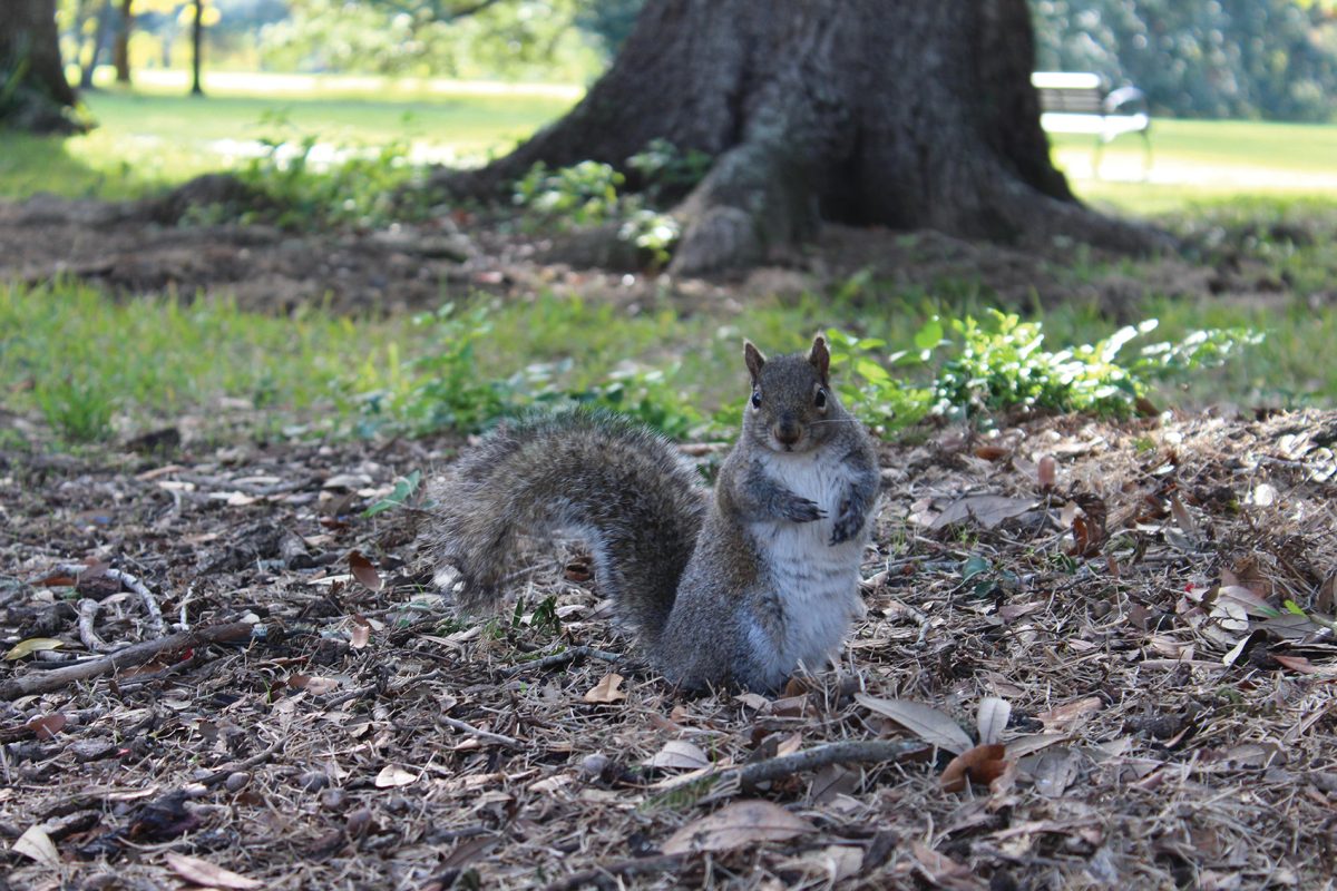Squirrel+looks+suspicious+in+Palm+Court+on+May+3%2C+2012.+Squirrels+are+wild.+