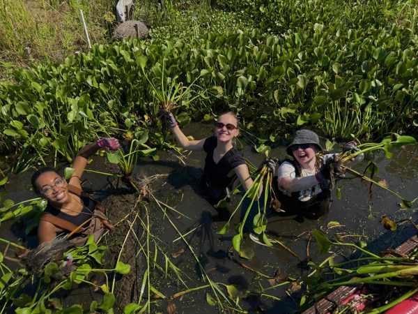 Left to right: Olivia Bakion, Katie Buc, and Emily Schaht get in four feet deep water to remove water hyacinths. SEA collaborated with Glass Half Full to remove these plants from their site. 