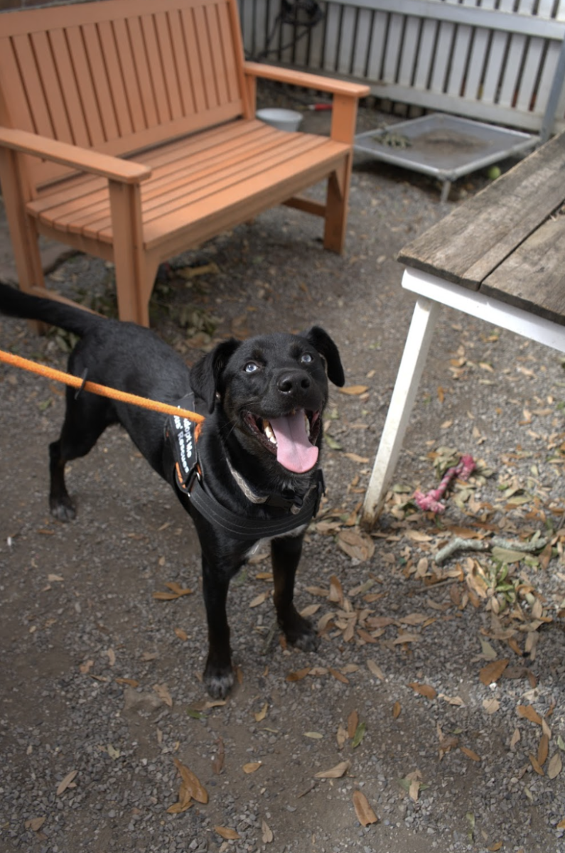 OPINION: Pet Stamps: the social impact of pet relinquishment
