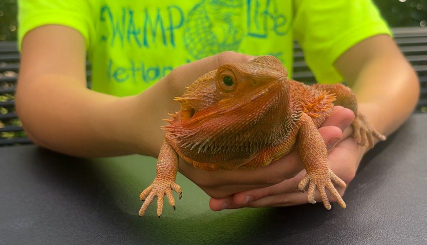Tabasco the lizard poses for the camera. Wetland Watchers hosted a reptile showcase at the Loyola Earth Day Sustainability fair. 